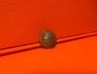 English Confederate Georgia Civil War Era Military Button Van Wart Non Dug CSA