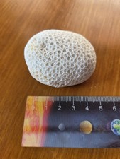 Natural White Star Sea Coral 5 x 4.5cm From Thailand