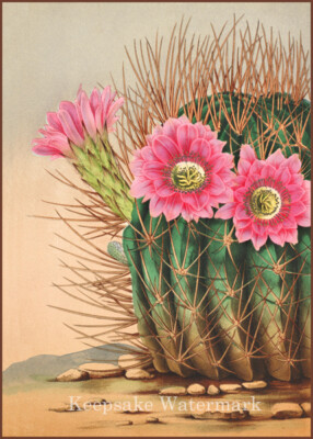 Cactus Pink Flowers Illustration Cotton Crazy Quilt Block