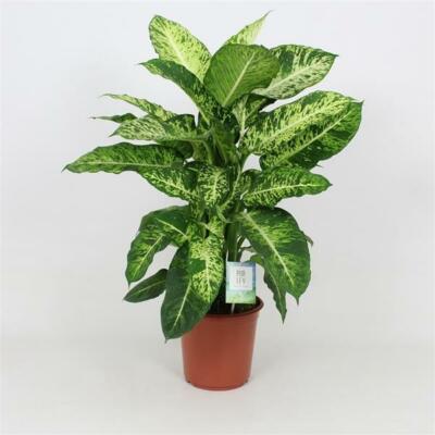 Dieffenbachie Mars 60-70 cm - Dumm Zuckerrohr - Grnpflanze - Zimmerpflanze  | eBay.de