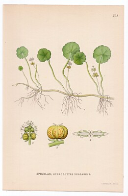 1926 Lindman Botanical Flower Print, Common Pennywort, Water Naval, Money Plant