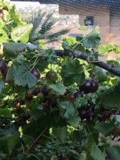 Jostaberry Thornless Fruit Bush Hardy Plant (Blackcurrant &Gooseberry)  9cm Pots