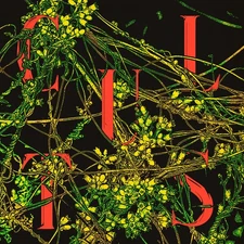 Cults - Host [New Vinyl LP]