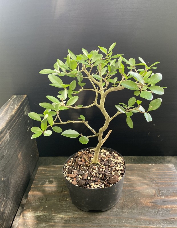 Rare Florida privet pre bonsai Forestiera segregata Florida Swampprivet