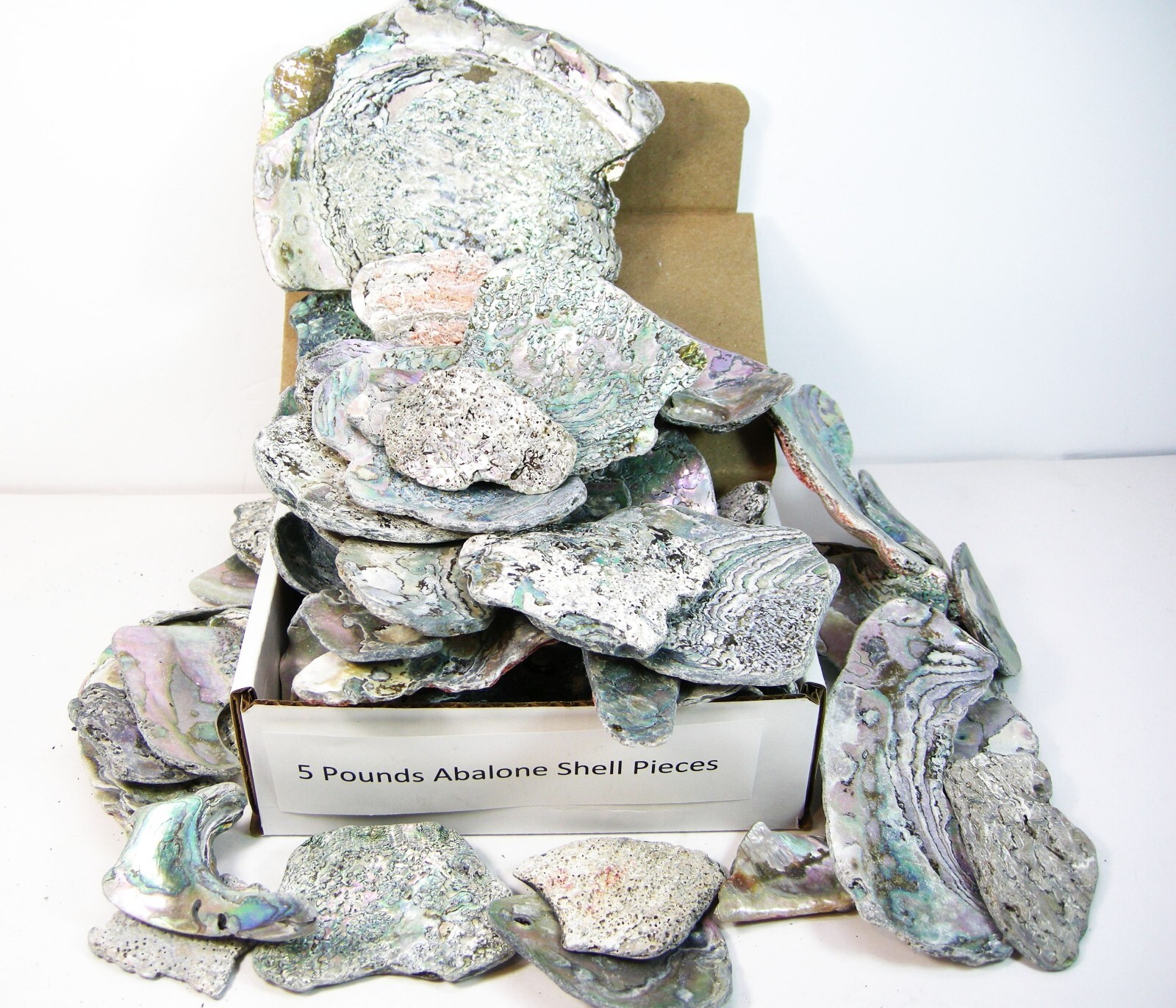 Abalone Pieces BY THE POUND Wholesale Lot Jeweler Jewelry Making Art