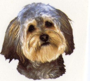 bijon cocker spaniel