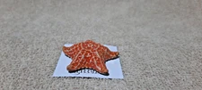 LITTLE CRITTERZ Starfish "Sea Star" Miniature Figurine New FREE SHIPPING LC757