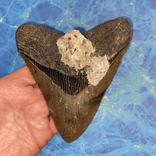 MEGALODON SHARK TOOTH 5.41” HUGE TEETH MEG SCUBA DIVER DIRECT FOSSIL NC 3136