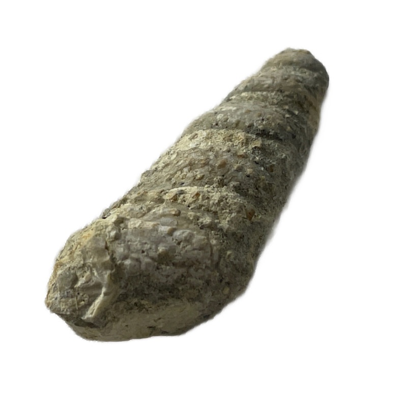 OBO🦴🪨Authentic FOSSIL #6A ELONGATED GASTROPOD FOSSIL TEXTURED NATURAL SPECIMEN