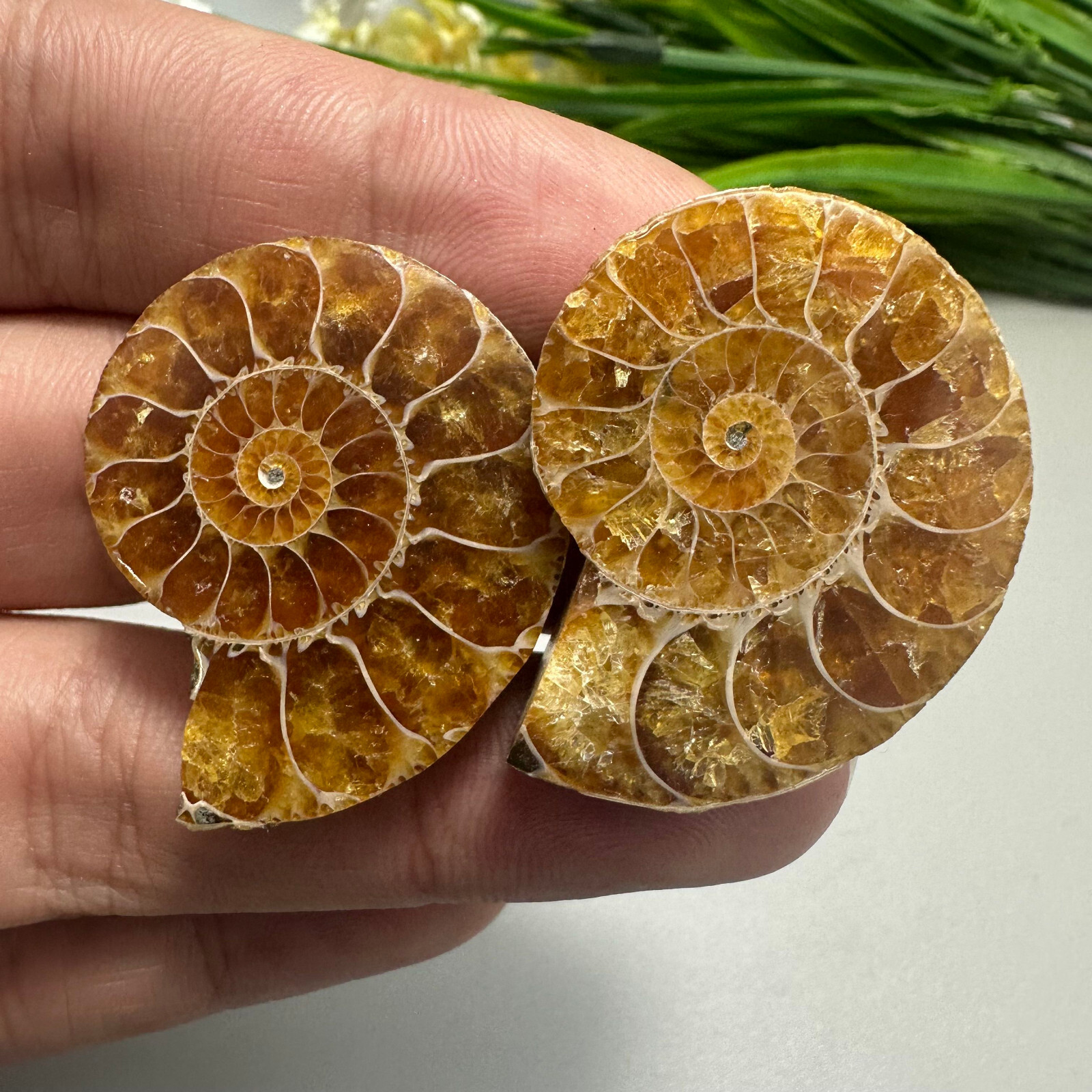 2PC TOP Natural Ammonite fossil conch crystal specimen healing care