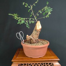 PRE BONSAI DI OLMO CAMPESTRE