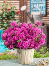 [x1] Dwarf Japanese Azalea  | Purple | Evergreen Shrubs | P9 Pot