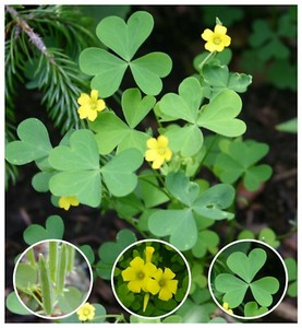 Yellow Wood Sorrel Seeds Oxalis Stricta Organic Sourgrass Woodsorrel Clover Ebay Yellow Wood Sorrel Seeds Oxalis Stricta Organic Sourgrass Woodsorrel Clover Ebay