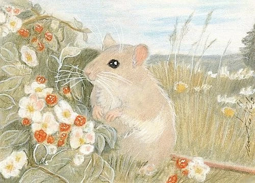 ACEO orig. pastel drawing grey mouse with raspberries by Anna Hoff Germany
