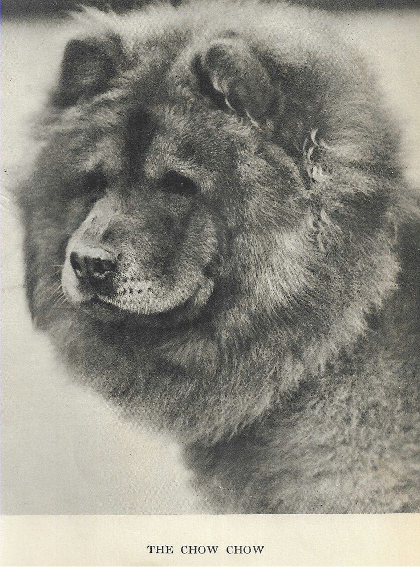 Chow Chow Head Study 