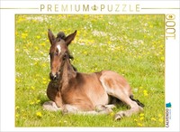 Calvendo Puzzle Foal In A Flower Meadow | 1000 Pieces, Finished Size 25.2 × 18.9