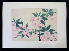 Orignal Kato Shinmei Japanischer Holzschnitt Kirschblüten Lithographie