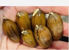 6 Acorns germinated 2025 seeds from English Oak Tree, Sprouted Acorns, Grow Oak