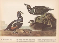 Audubon 1942 Vintage Birds #297 "Harlequin Duck" Full Color Art Plate Lithograph