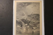 Vintage antique art print on mag paper, 1890 1800s, etching, birds fishing lake