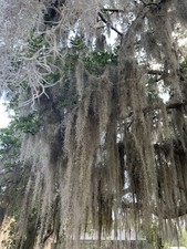 10 Lbs Fresh Live Spanish Moss from Florida Air Plant Good For Orquids