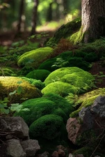 Pristine Live Organic Moss Assortment 🌱 Terrarium Vivarium Exotic Gardens 9"x12