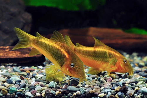 6 Pack Gold Laser Corydoras