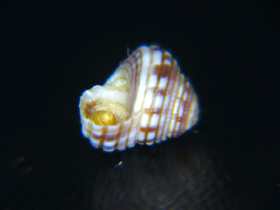 HELIACUS CYLINDRICUS @ 7.32MM(H) X 7.18MM(W) W/OP! ONLY ONE IN THE WORLD 4 SALE!