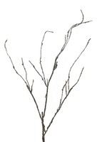 Artplants Deko Zweig Korkenzieherweide Lifen, Braun, 95 Cm