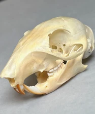 Genuine Real 2.25" Grey Squirrel Skull Small Animal Rodent Bone Teeth Taxidermy