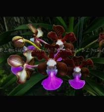 Vanda insignis