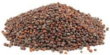 Non-GMO Broccoli Seeds for Sprouting Microgreens 4oz