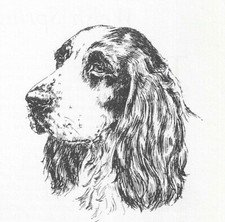 English Springer #2 - CUSTOM MATTED - 1963 Vintage Dog Art Print 0507 CLD