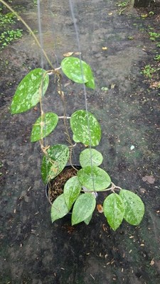 Real Picture Hoya Parasitica Silver Splash Lush Leaves Rare Plant