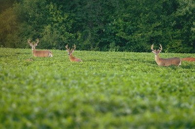 Eagle Seed Big Buck 6  Non-GMO Soybean | Deer Food Plot Seed
