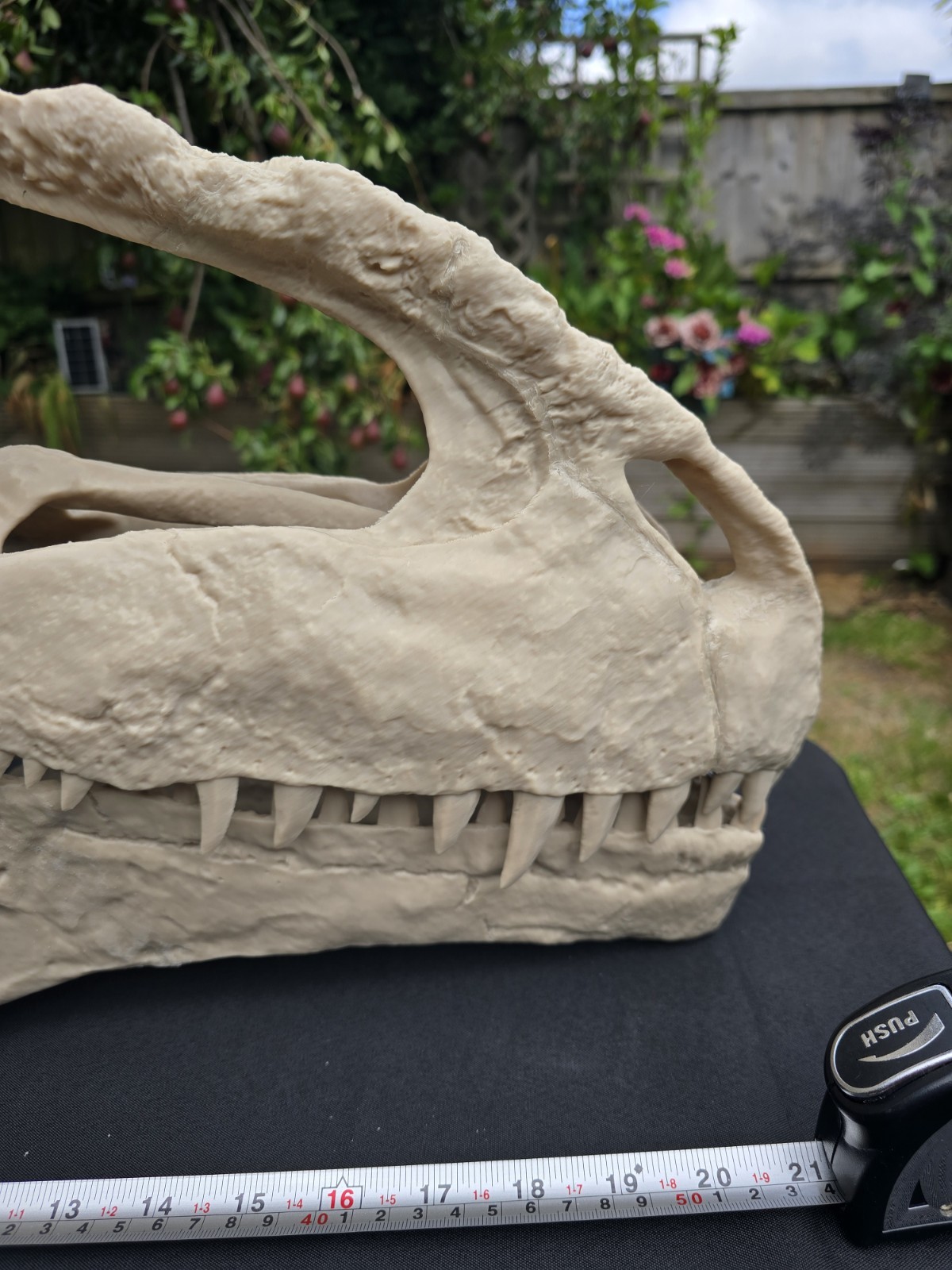 Giganotosaurus Dinosaur Skull  Large Replica, Fossil, Collectables