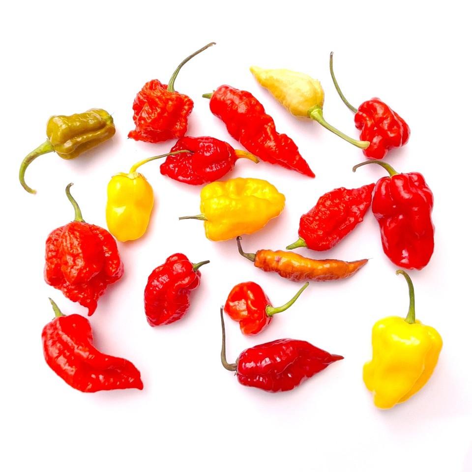 Worlds HOTTEST Chilli Pepper Seeds 10 Varieties 27 Seeds + FREE