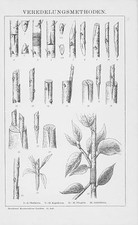 Ogród Owoce Kwiaty METODY WYKOŃCZENIA Kopki Okulacja Drzeworyt 1895