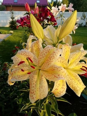 Imported Tall Tiger Lily Flower Bulbs for Home and Kitchen Gardening, Pack of 4