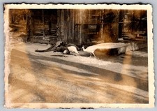 Vtg B&W Snapshot White And Dark Peacocks Feeding In Zoo Park Enclosure 1930s