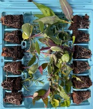 12 X Chefs Choice collection of unusual herbs, 3cm plant plugs, fast despatch