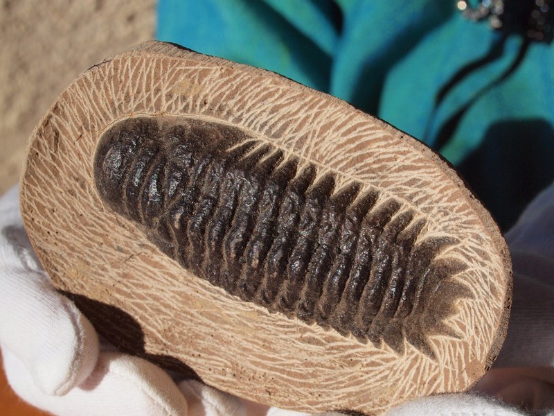 High Detail Devonian TRILOBITE Fossil from The Atlas Mountains 393 Mil Yrs. Old