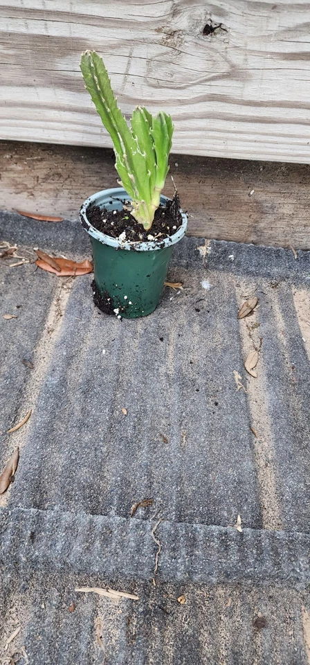 1 Plant Carrion Stapelia Gigantea Hairy Starfish - Image 3 of 4