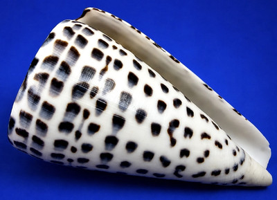 Large Conus leopardus 95.8mm SPECIAL COLOR Leopard Cone Shell w/data label