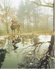Never Framed 8 x 10 Wall Art Print & Decor - Angel Gifts Inc. "Reflective Deer "