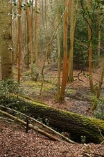 Photo 6x4 Redlands Copse Haughurst Hill Managed woodland just in Hampshir c2009