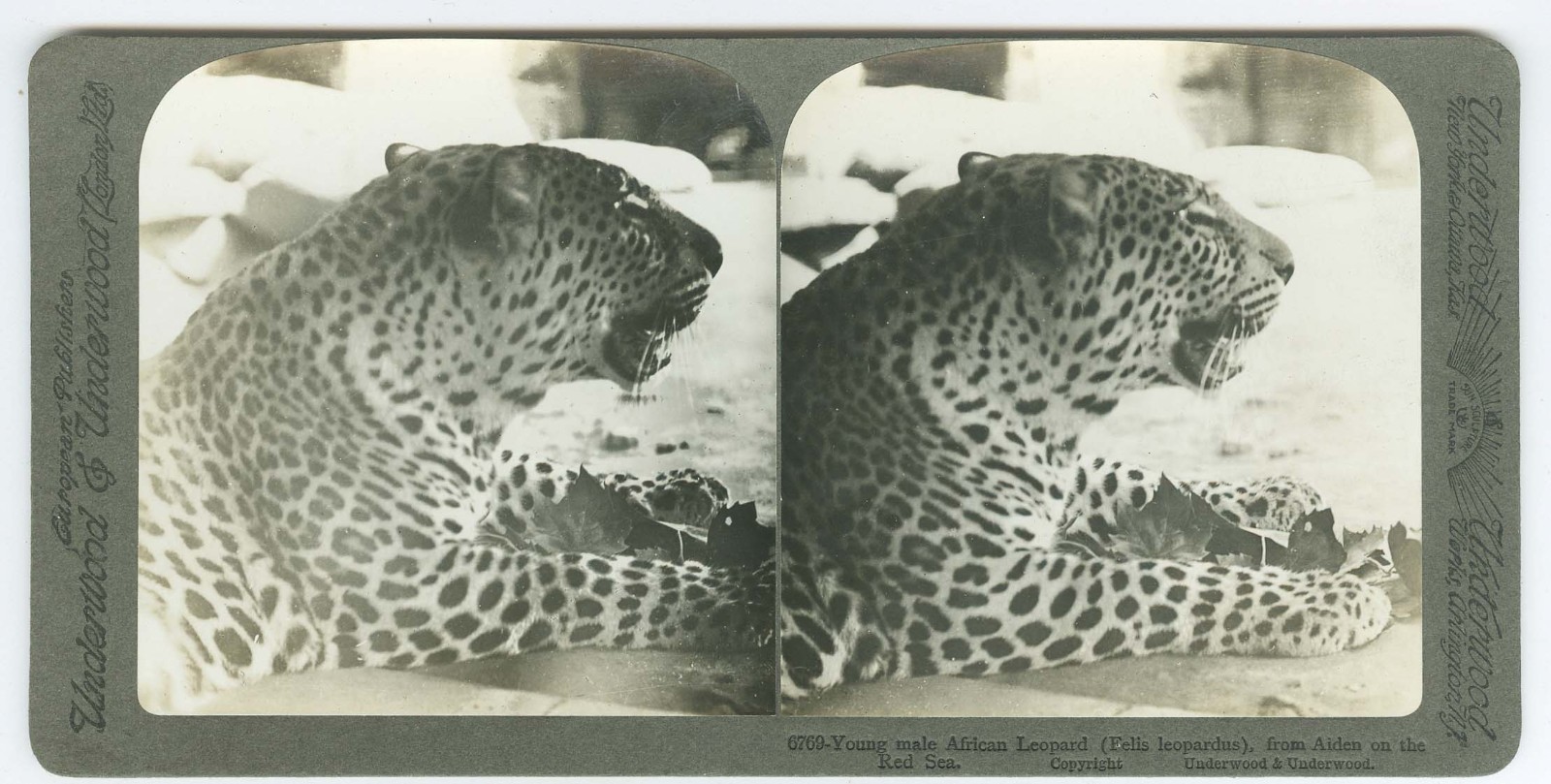 D1307~ AFRICAN LEOPARD c.1920 Stereoview - Underwood
