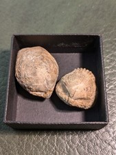 Fossil Brachiopods