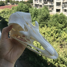 1 PC Real Ostrich Skulls Animal Bones Specimens Animal Taxidermy Special Gift