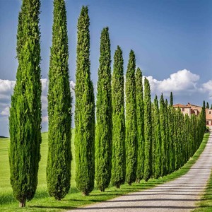 Italian Cypress Seeds for Planting | 50 Seeds | Exotic ...